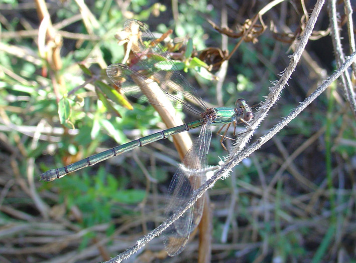 Chalcolestes viridis e Lestes barbarus